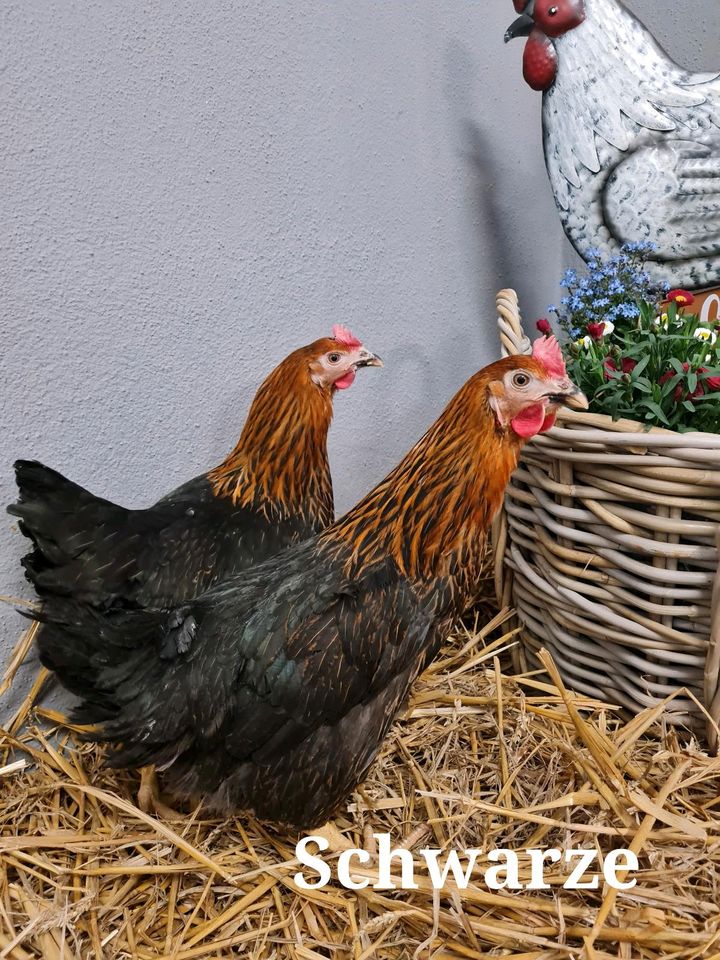 Hühner Junghennen Enten Gänse Wachteln in Aichach