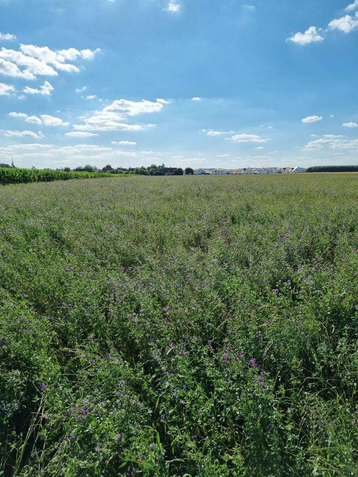 Heu / Luzerne / Blum ab Feld in Jengen