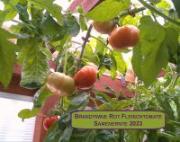 NEUE ERNTE 2023 Brandywine Rot Fleischtomate 15 Samen Bio Anbau Hessen - Borken Vorschau