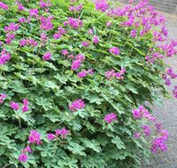 Geranium Storchenschnabel rosa Bodendecker Brandenburg - Karstädt Prignitz Vorschau