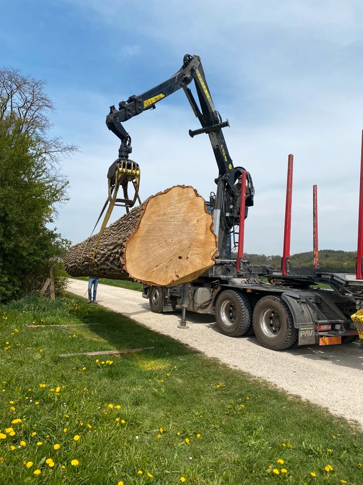 Suche!!!!Stammholz/Laubholz/Obstbäume in Balzheim