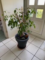 Ficus / Zimmerpflanze mit Übertopf Nordrhein-Westfalen - Hemer Vorschau