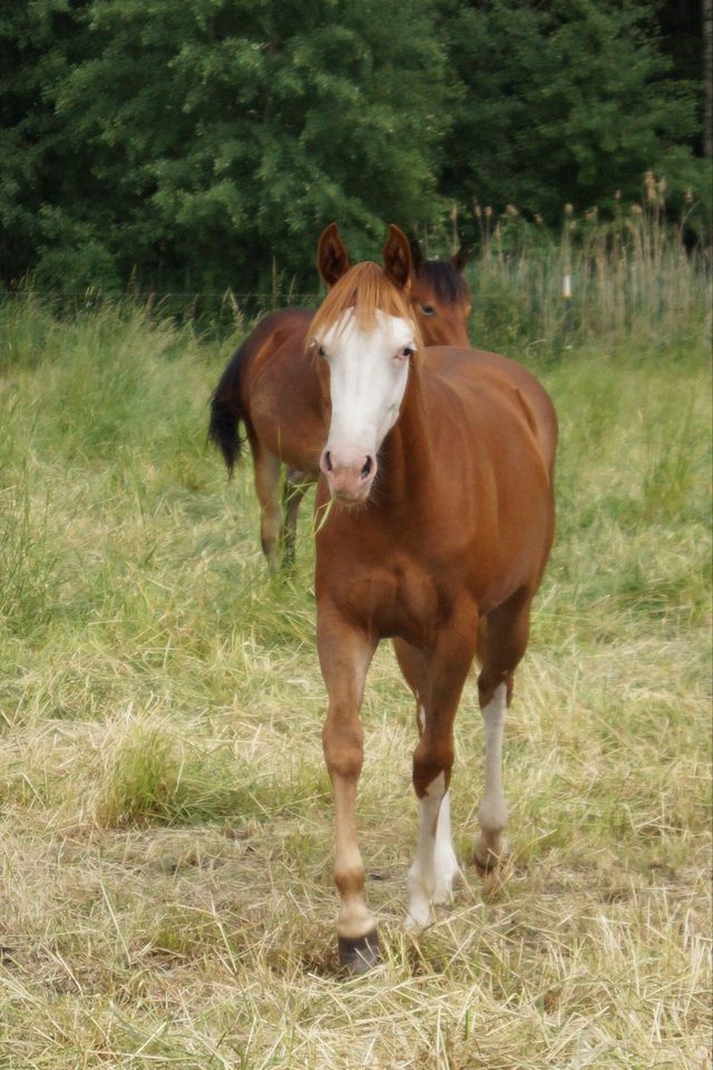 Mega talentierte hübsche QH -Stute ‼️ in Beelitz