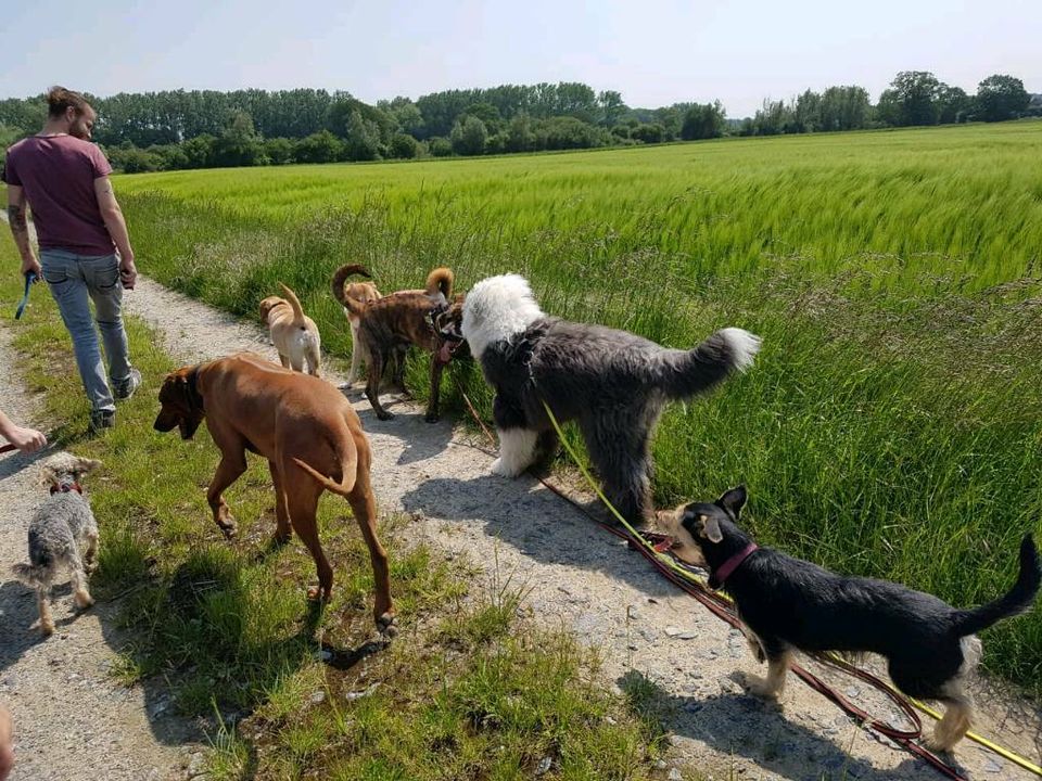 Spielgruppe für Hunde / Hundefreilauf, Hundetreffen, Hundeschule in Soest