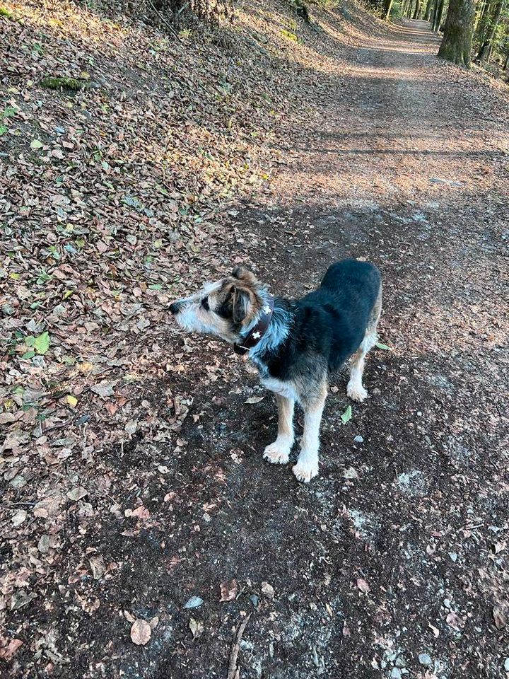 Hundebetreuung Königstein im Taunus in Königstein im Taunus