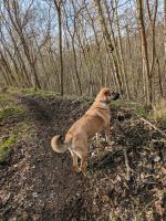 Dringend Hundedame abzugeben Sachsen - Borna Vorschau