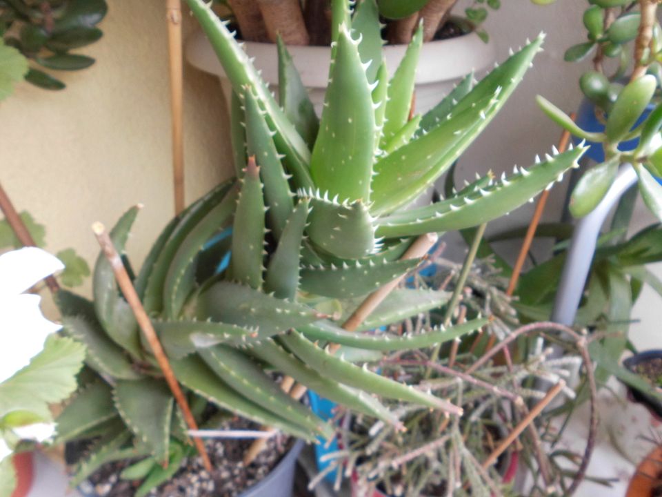 Aloe  Rispenpflanze. (brevifolia) in Coswig