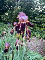 Blumen pflanzen Lilie Schwertlilie Bordeaux rot Weinrot Staude Baden-Württemberg - Muggensturm Vorschau