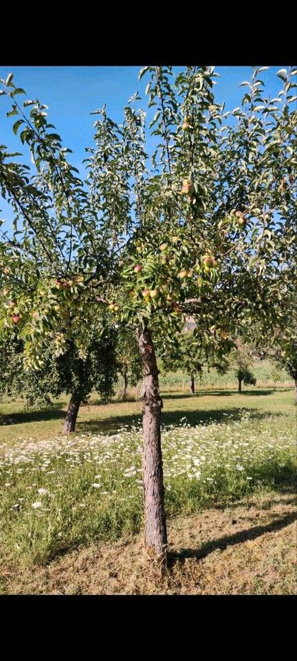 Zu verkaufen Freizeitgrundstück Gartengrundstück in Gellmersbach in Eberstadt