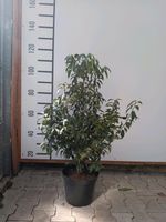 Prunus lusitanica 80/100cm - Portugiesischer Kirschlorbeer Hessen - Dreieich Vorschau