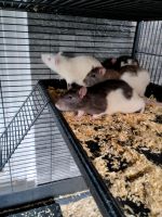 Ratten männlich und weiblich Bayern - Füssen Vorschau