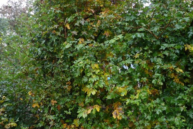 10 Büsche, Sträucher 15-30cm; sowie größere Pflanzen in Eggebek