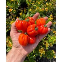 Tomaten "Cherry Accordeon" Setzlinge Jungpflanzen Samenfest Baden-Württemberg - Pforzheim Vorschau