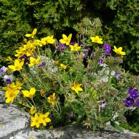 Samen Zweizahn und/oder Eisenkraut Sommerblumen Leipzig - Großzschocher Vorschau