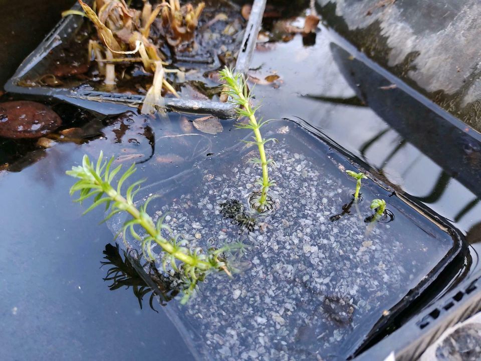 Tannenwedel Teichpflanze, Teich, Pflanze, Blume, Sauerstoff, in Bayern