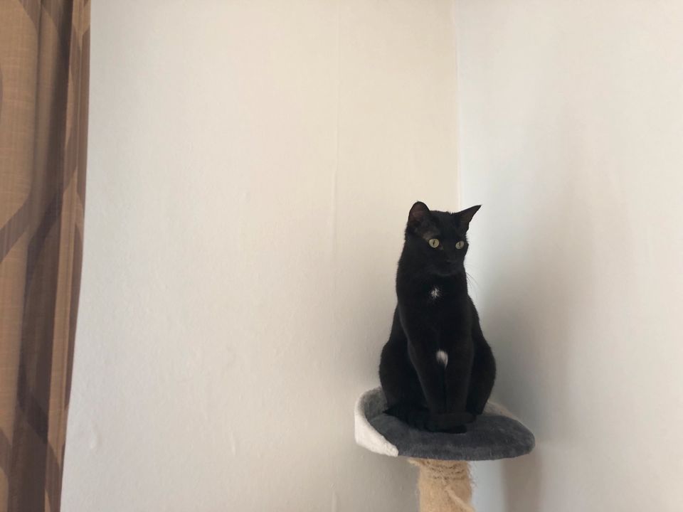 Kuschelige Katze, EKH schwarz, kastriert in Darmstadt