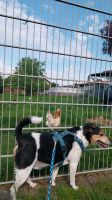 Jack Russell Terrier langbein, LACKY sucht ruhiges Zuhause Baden-Württemberg - Haßmersheim Vorschau