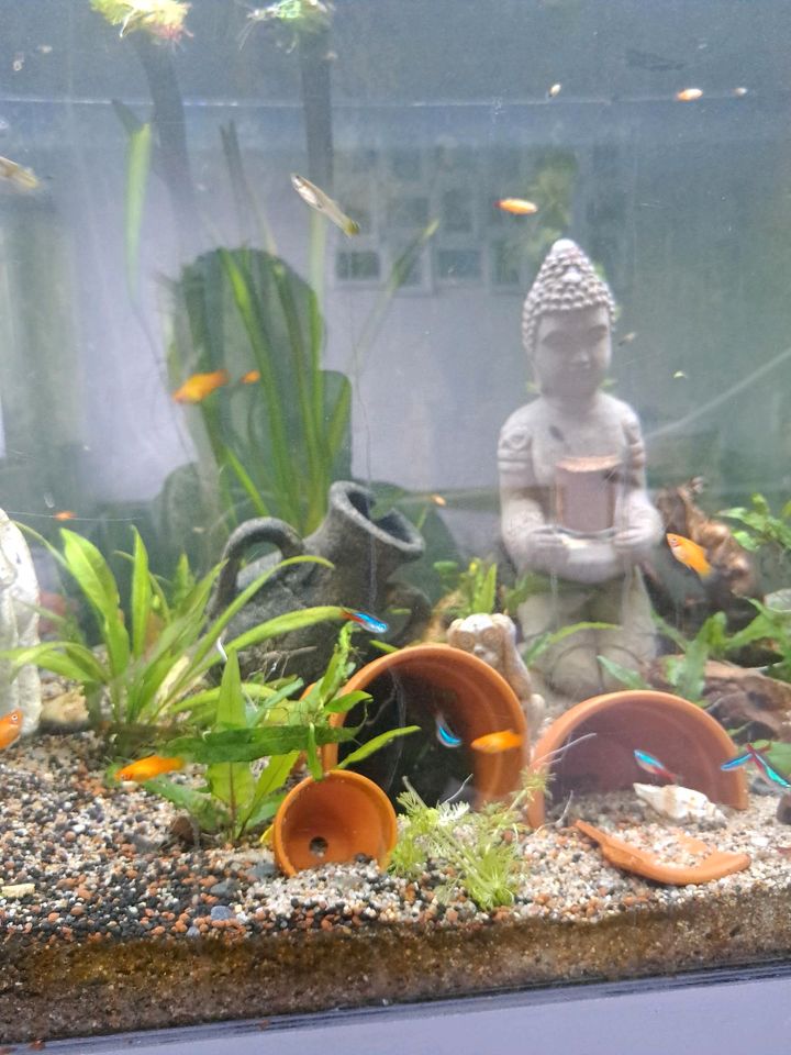 550l aquarium komplett in Saterland