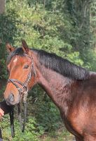 Deutsches Reitpony sucht Niedersachsen - Nordhorn Vorschau