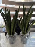 Sansevieria Spearmint - Bogenhanf Baden-Württemberg - Hockenheim Vorschau