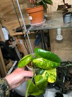 Philodendron Burle Marx Variegata Hessen - Ober-Ramstadt Vorschau