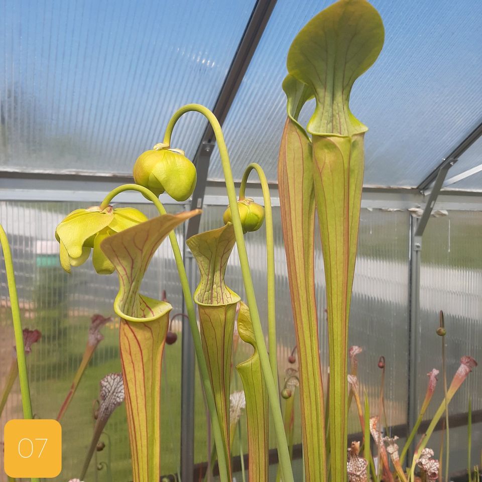 O7 Sarracenia oreophila Schlauchpflanze winterhart Karnivore in Sulzbach (Saar)