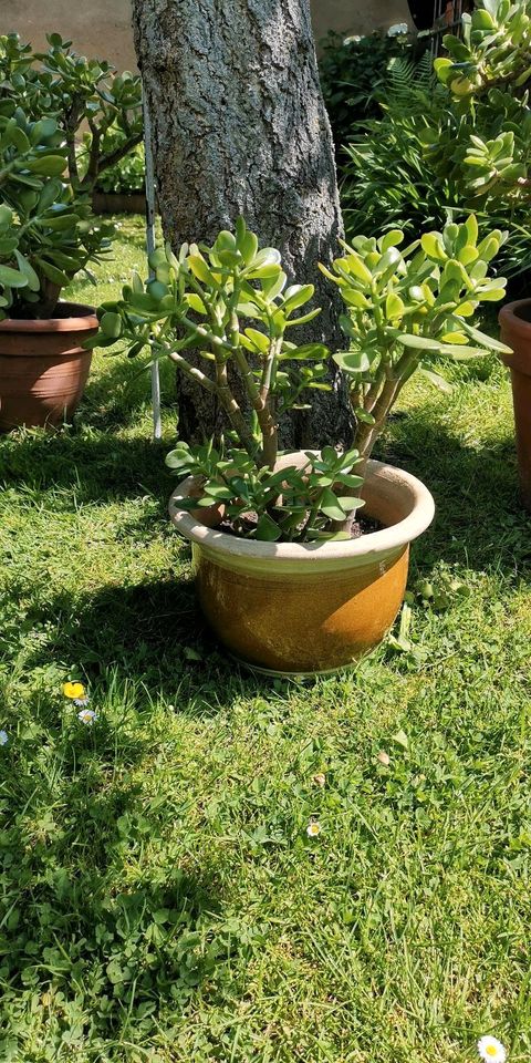 Crassula ovata Geldbaum Glücksbaum in Jülich