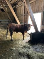 Limousin Deckbulle Bio Bayern - Brennberg Vorschau