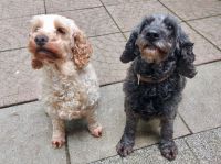 Cockapoo-Hündinnen (8 Jahre) - lieb, vorerzogen & unkompliziert Nordrhein-Westfalen - Nettetal Vorschau