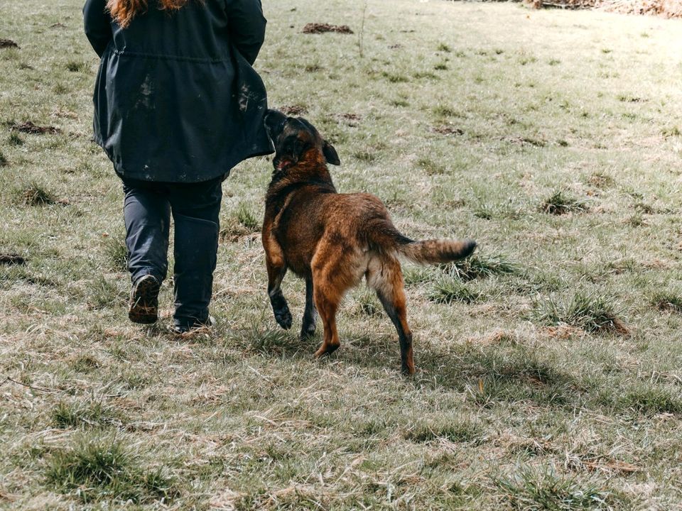 Malinoisseniorin Ika in Zwiesel