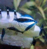 10 x Blue Dream Garnelen (Neocaridina davidi) Hessen - Lich Vorschau