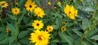 10Ableger Sonnenblume, mehrjährig, winterhart, Staude, bis zu 2 m Bayern - Fürth Vorschau