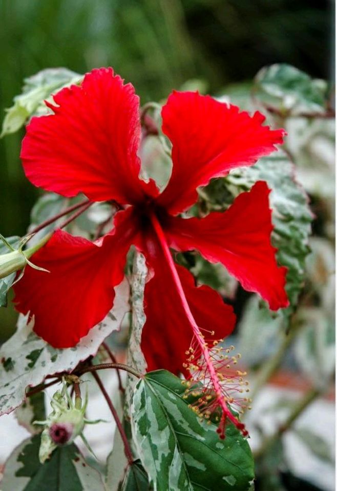 Hibiskus variegata Jungpflanze voll bewurzelt in Berlin