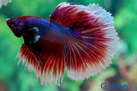 Betta splendens / Kampffisch, Mann, Halfmoon Nordrhein-Westfalen - Löhne Vorschau