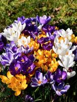 SUCHE Krokus Zwiebeln Krokusse ca. 15 Stck. Mischung oder gelbe Nordrhein-Westfalen - Hiddenhausen Vorschau