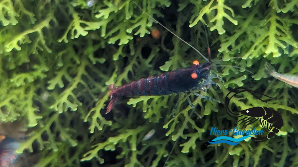 Red Tiger Oe Caridina DNZ Garnelen  ( Niers-Garnelen ) in Goch