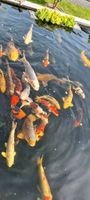 Koi zu verkaufen Teichfische Fische Baden-Württemberg - Kehl Vorschau