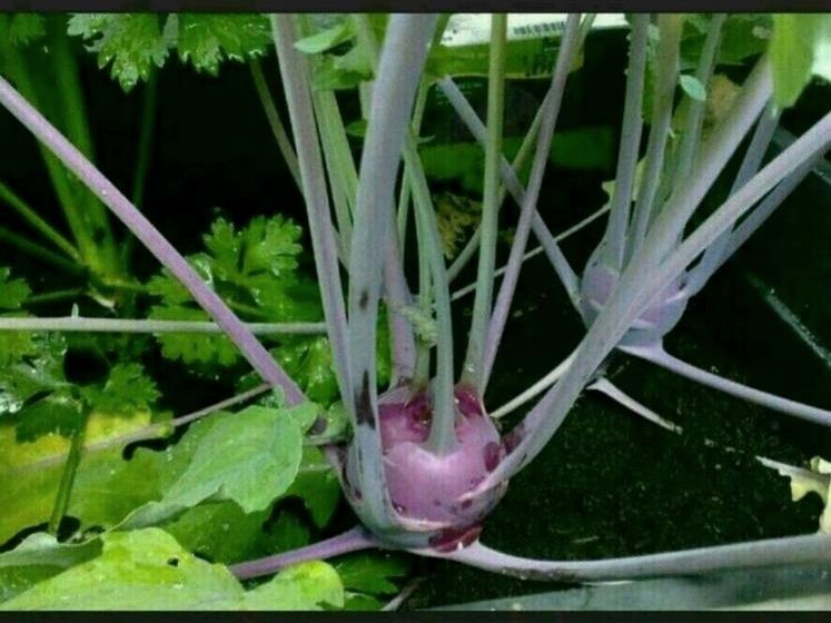 Kohlrabisamen bio, blauer weißer Kohlrabi, Hochbeet, Balkonkasten in München