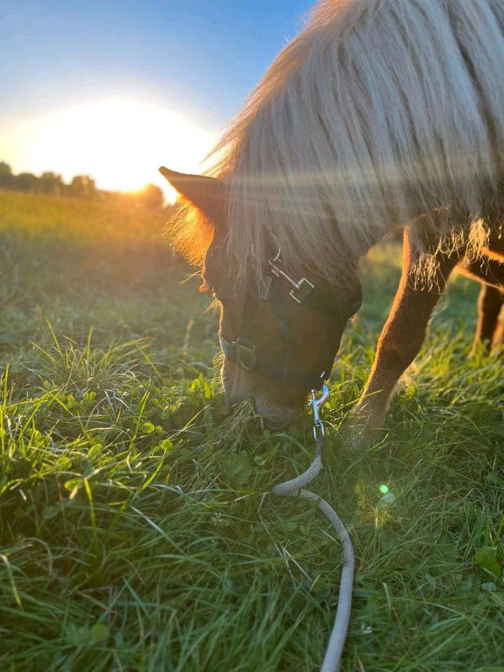 Biete Reittherapie direkt in Zörbig in Zörbig