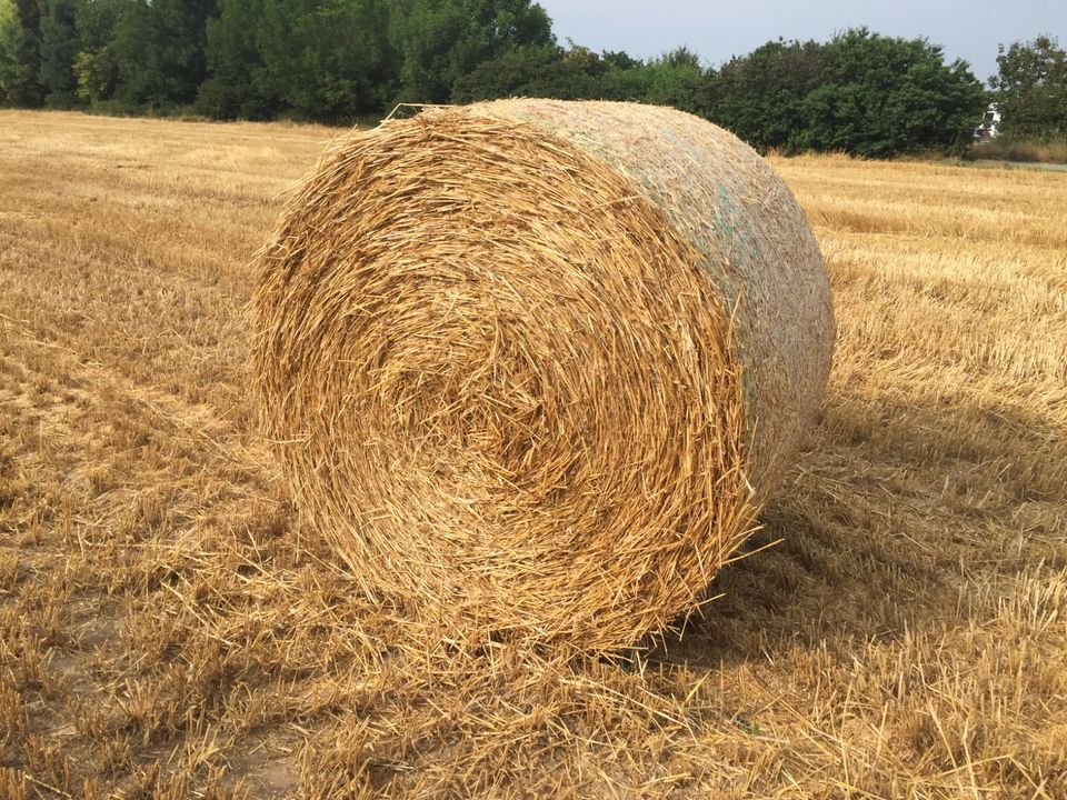 Stroh Rundballen und Hochdruckballen in Schifferstadt