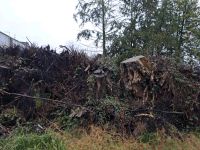 Baumwurzeln zu verschenken | Brennholz Nordrhein-Westfalen - Rheda-Wiedenbrück Vorschau
