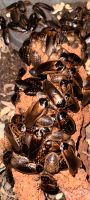 Argentinische Waldschaben Terrarium Futtertier Insekten Schaben Hessen - Weilrod  Vorschau