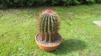 Ferocactus Kaktus Kakteen Schleswig-Holstein - Lübeck Vorschau