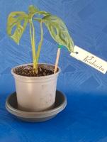 Monstera adansonii Monkey Leaf Jungpflanzen Bio-Erde Torffrei Bielefeld - Quelle Vorschau