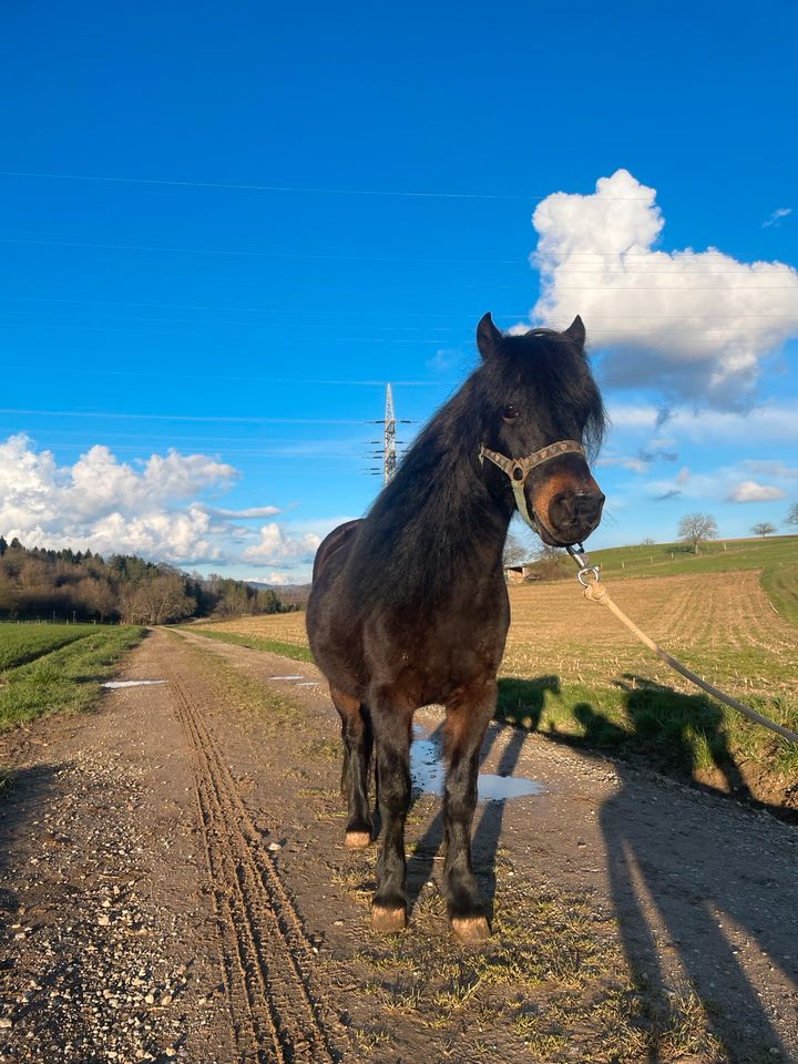 Beisteller Pony in Rheinfelden (Baden)