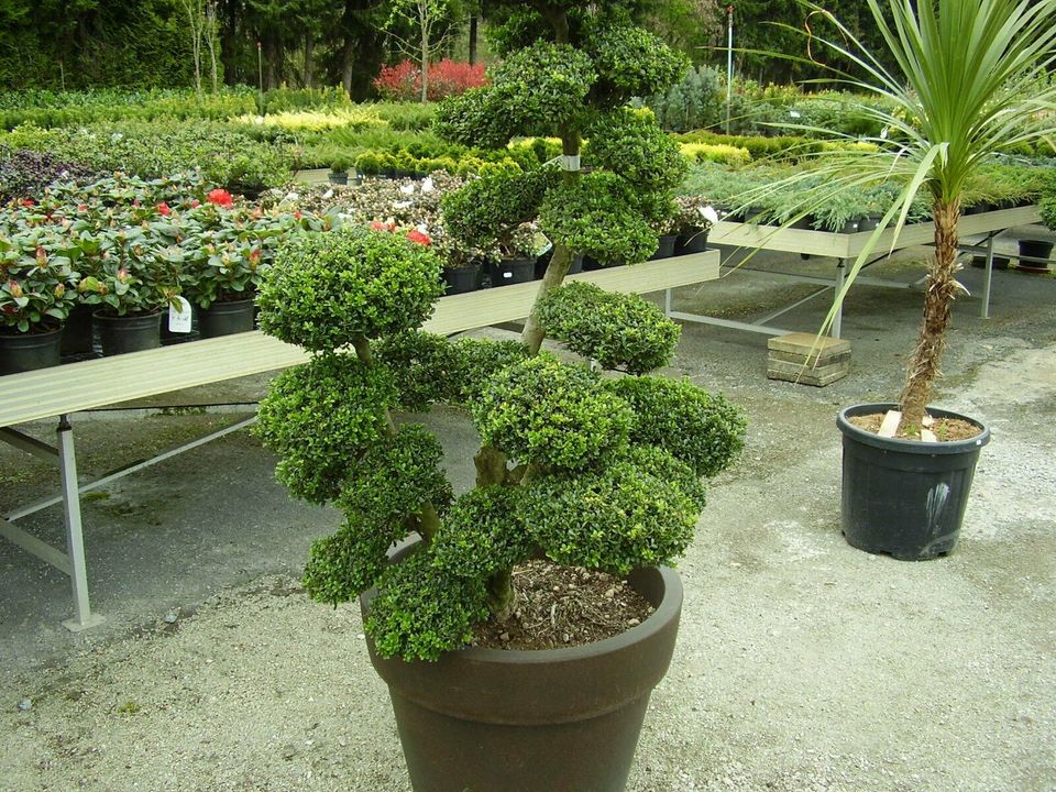 Thuja Smaragd 0,80/1,00H.von 50 Pflanzen 580€ einsch.Versand .. in Lahre