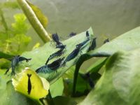 Blue Carbon Rili Garnelen Hessen - Kassel Vorschau