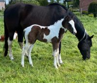 Bildschönes Paint Horse Hengstfohlen (Allrounder gezogen) Niedersachsen - Emstek Vorschau