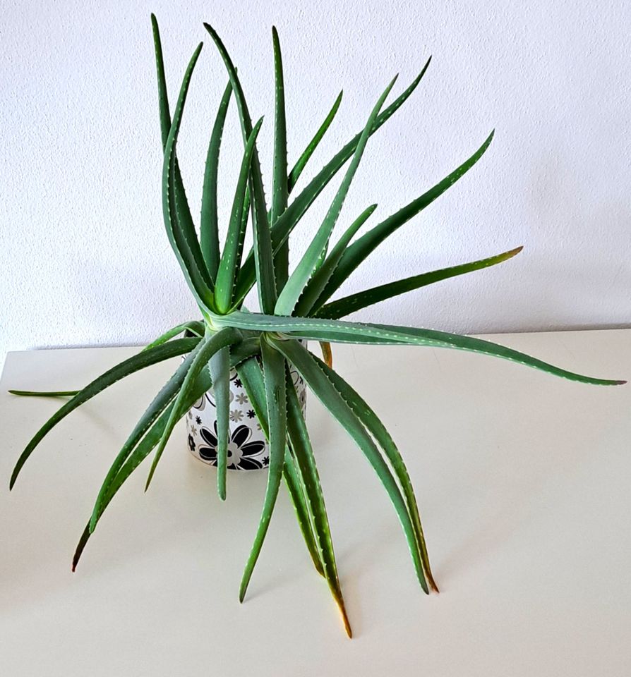 Aloe vera im Tontopf - ca. 45cm in Metzingen