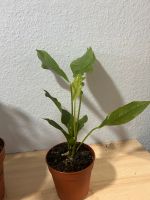 Anthurium hookerie low Variegata Sachsen - Heidenau Vorschau